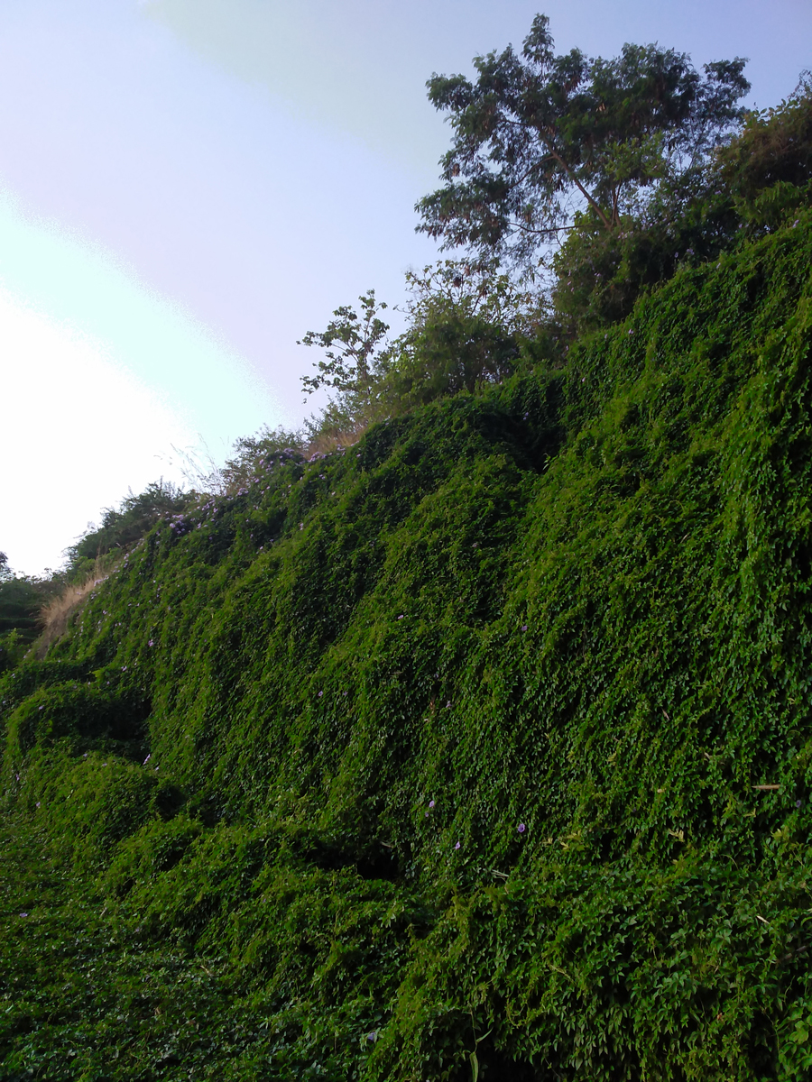 asystasia-gangetica-hillside.jpg