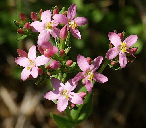 How Bach Flower Centaury supports natural healing in cats