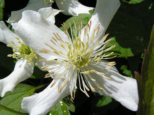 How Bach Flower Clematis supports natural healing in cats
