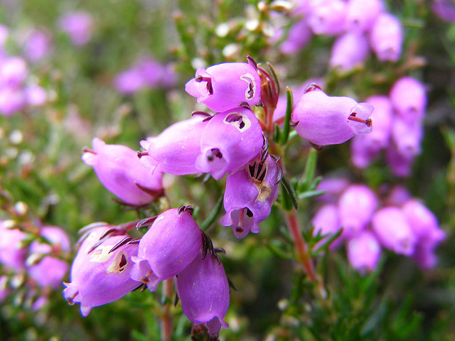 How Bach Flower Heather supports natural healing in cats