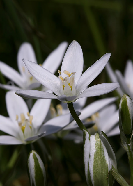 How Bach Flower Star of Bethlehem supports natural healing in cats