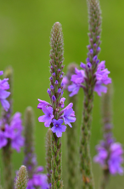 How Bach Flower Vervain supports natural healing in cats