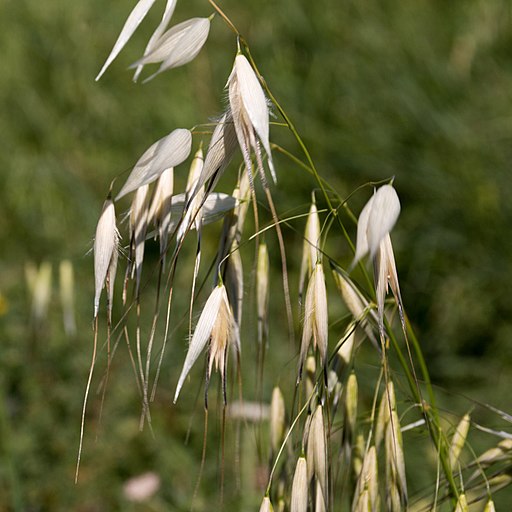 How Bach Flower Wild Oat supports natural healing