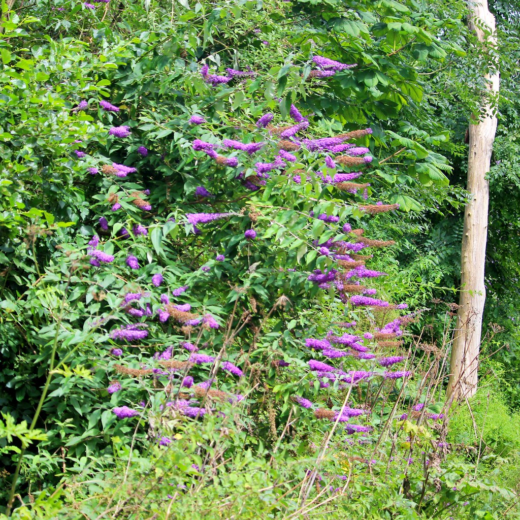butterfly-bush-buddleja-buddleia-herbal-uses.jpg