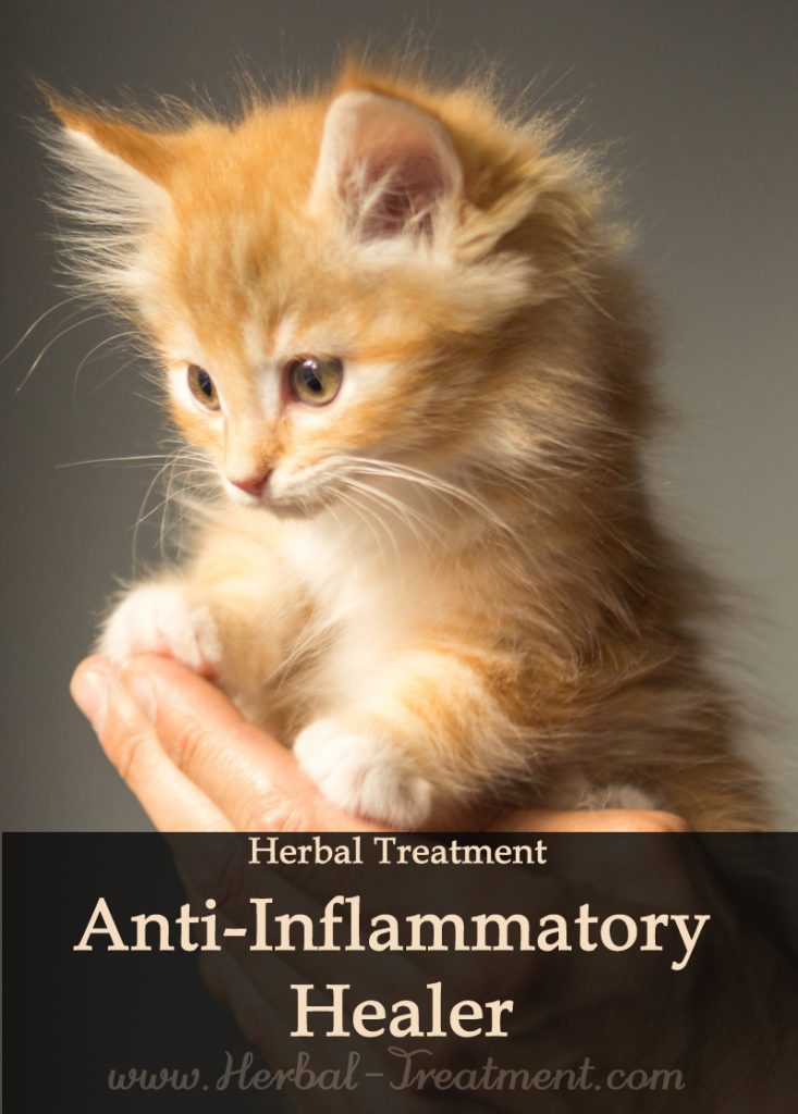 Herbal Treatment of Anti-Inflammatory Healer for Cats