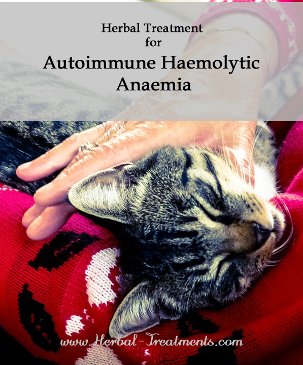 Herbal Treatment for Autoimmune Haemolytic Anaemia (AIHA) in Cats