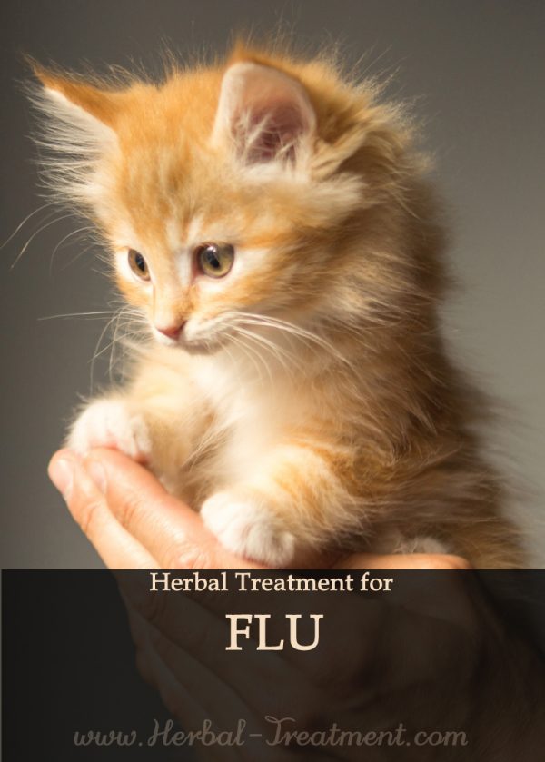Herbal Treatment for Flu in Cats