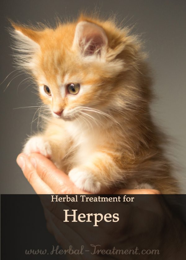 Herbal Treatment for Herpes Infection in Cats