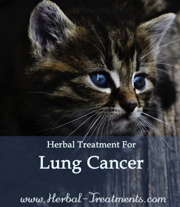 Herbal Treatment for Cancer - Lung Cancer in Cats