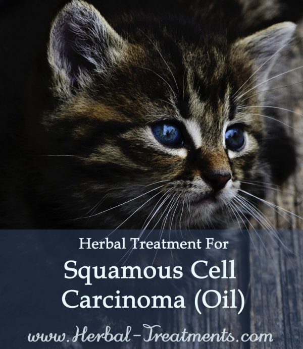 Herbal Treatment for Cancer - Squamous Cell Carcinoma Herbal Oil for Cats