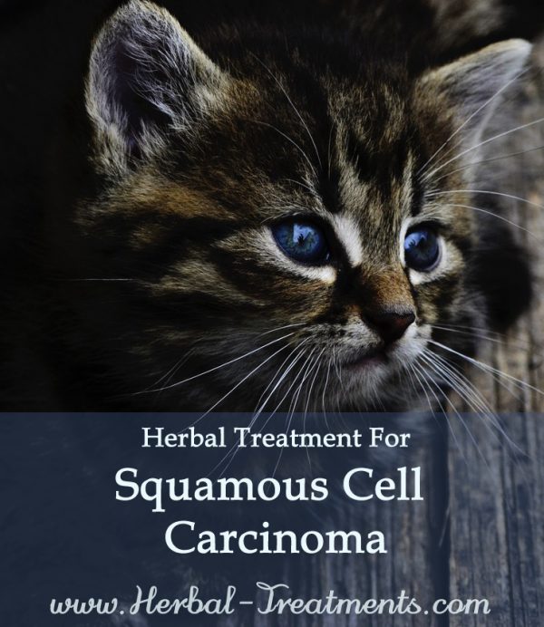 Herbal Treatment for Cancer - Squamous Cell Carcinoma in Cats