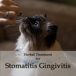 Herbal Treatment for Stomatitis Gingivitis in Cats