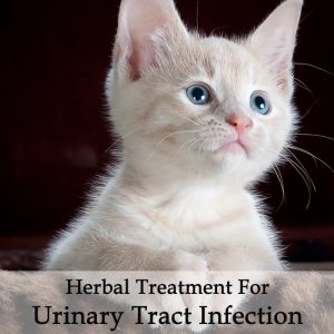 Herbal Treatment for Feline Urinary Tract Infection in Cats