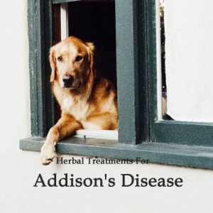 Herbal Treatment For Addison's Disease in Dogs