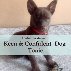 Keen and Confident Dog Tonic