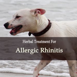 Allergic Rhinitis in Dogs