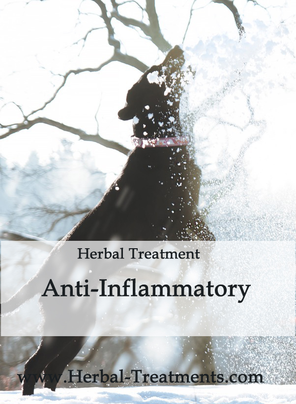 Herbal Treatment - Anti-Inflammatory in Dogs