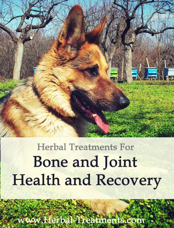 Bone and Joint Health and Recovery in Dogs