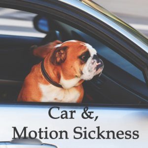 Herbal Treatment For Car Sickness, Motion Sickness in Dogs