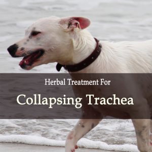 Collapsing Trachea in Dogs