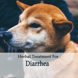 Herbal Treatment for Diarrhea in Dogs