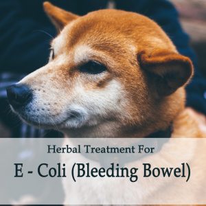 Herbal Treatment for E - Coli (Bleeding Bowel) in Dogs