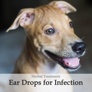 Herbal Treatment - Infection Fighting Ear Drops for Dogs