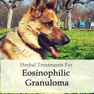 Herbal Treatment for Eosinophilic Granuloma (Rodent Ulcer) in Dogs