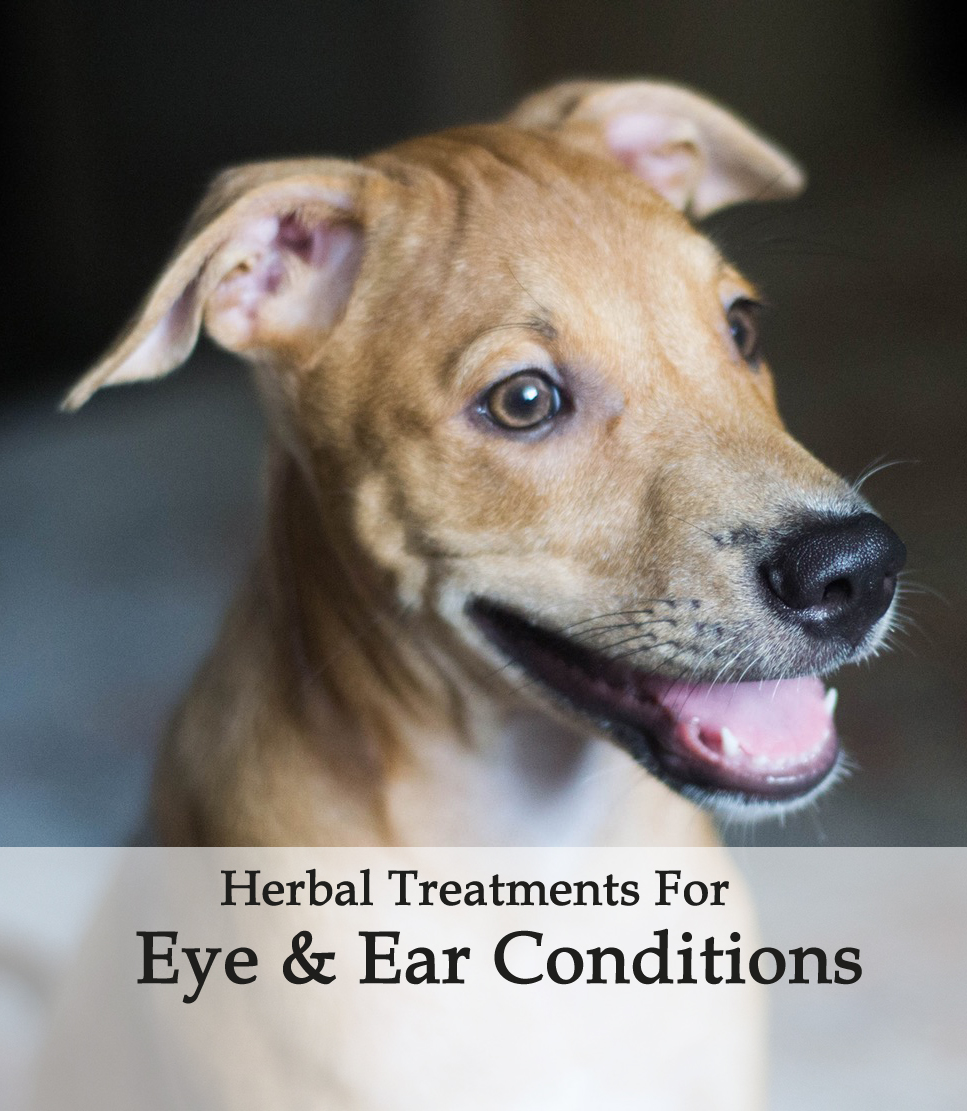 dogeyeearherbaltreatment Avnayt & Waltham's HOLISTIC TREATMENT