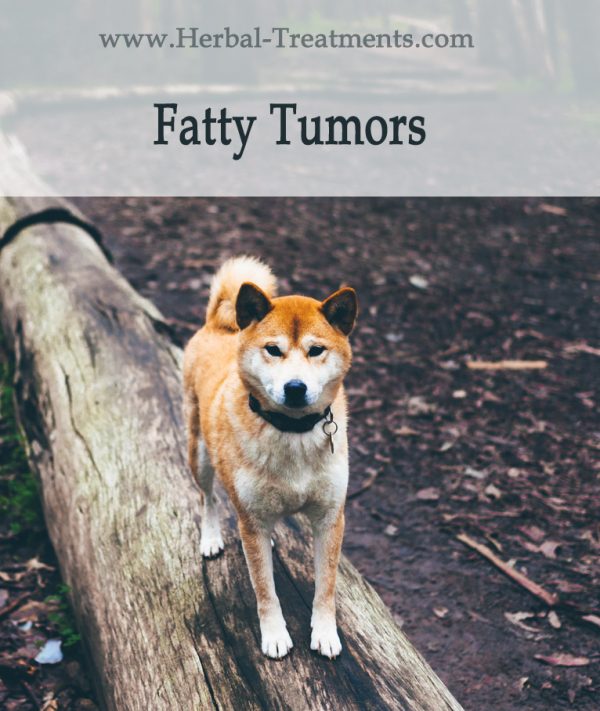 Herbal Treatment For Fatty Tumors in Dogs