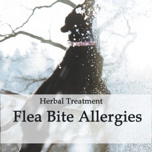 Herbal Treatment for Flea Bite Allergies in Dogs