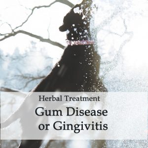 Herbal Treatment for Gum Disease or Gingivitis in Dogs