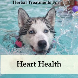Herbal Treatment for Heart Health in Dogs