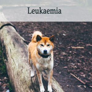 Herbal Treatment for Cancer - Leukaemia in Dogs
