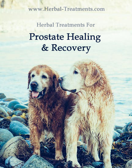 Herbal Treatment For Prostate Healing and Rehabilitation in Dogs