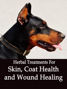 Herbal Treatments for Canine Skin, Coat Health and Wound Healing