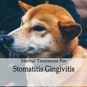 Herbal Treatment for Stomatitis Gingivitis in Dogs