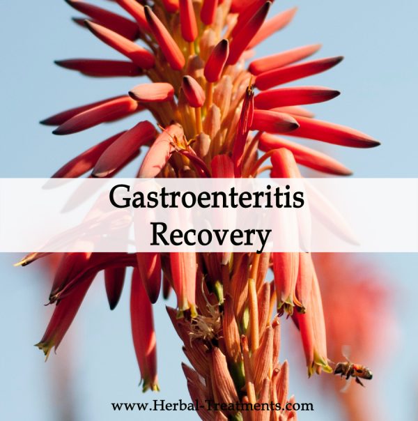 Herbal Medicine for Gastroenteritis Recovery