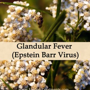 Herbal Medicine for Glandular Fever (Epstein Barr Virus)