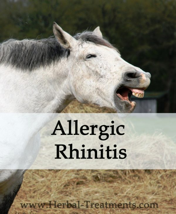 Herbal Treatment for Allergic Rhinitis in Horses