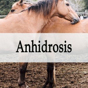 Herbal Treatment for Anhidrosis in Horses