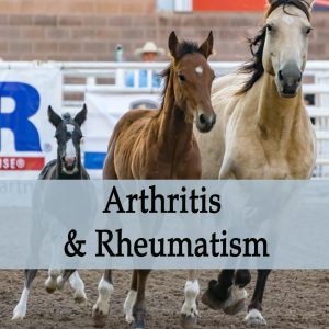 Herbal Treatment for Arthritis & Rheumatism in Horses