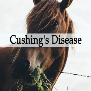 Herbal Treatment for Cushing's Disease in Horses