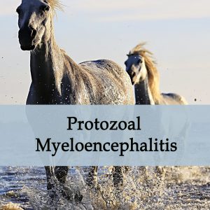 EPM - Equine Protozoal Myeloencephalitis - Neurologic Disease in Horses