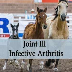 Herbal Treatment of Joint Ill - Infectious Arthritis in Horses