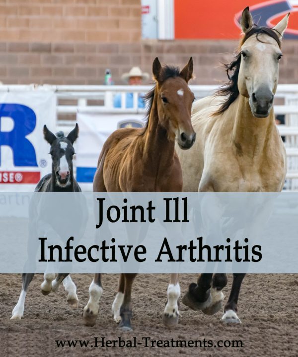 Herbal Treatment of Joint Ill - Infectious Arthritis in Horses