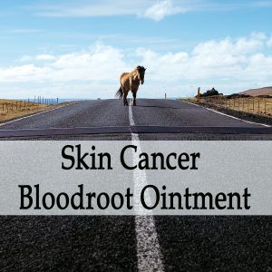 Herbal Treatment of Skin Cancer - Bloodroot Ointment for Horses
