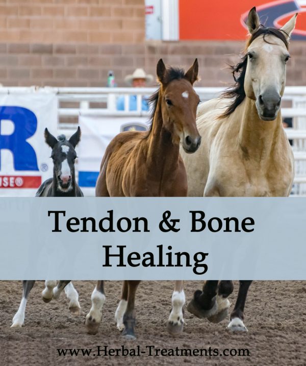 Herbal Treatment - Tendon and Bone Healing for Horses