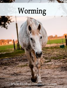 Herbal Treatments for Equine Worming