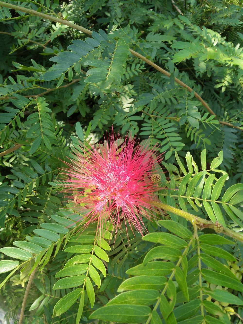 mimosa-herbal-medicine